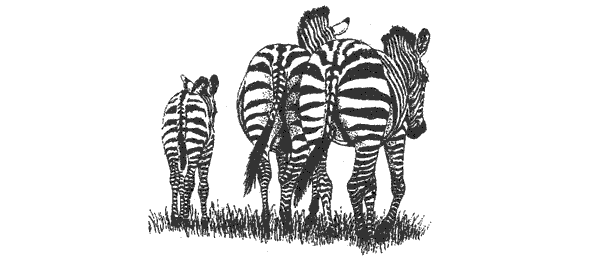 Там, где бродили львы. Последние из свободных - i_084.png