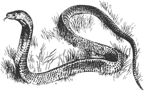 Там, где бродили львы. Последние из свободных - i_085.png