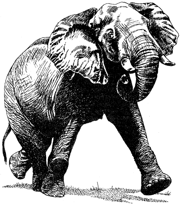 Там, где бродили львы. Последние из свободных - i_086.png