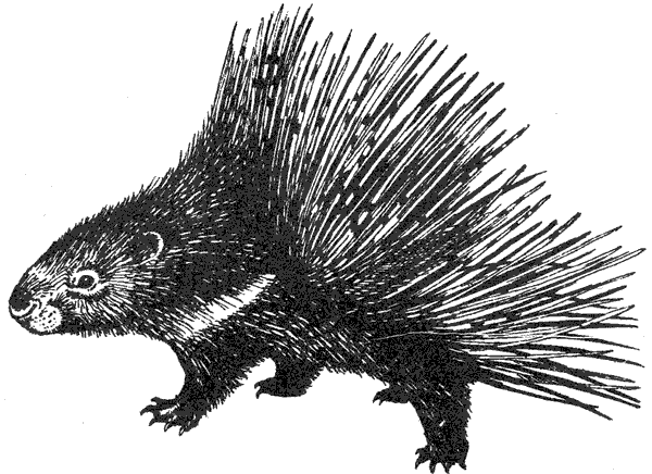 Там, где бродили львы. Последние из свободных - i_087.png