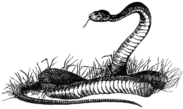 Там, где бродили львы. Последние из свободных - i_088.png