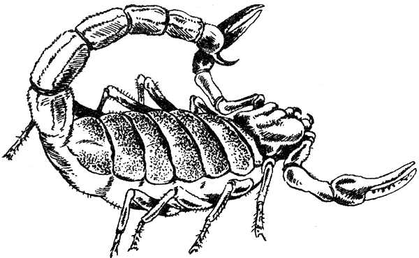 Там, где бродили львы. Последние из свободных - i_089.png