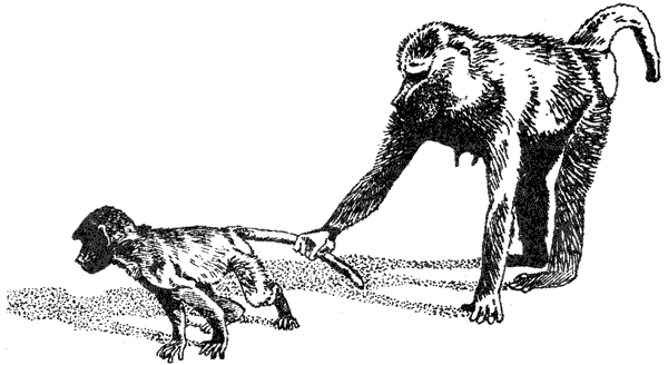 Там, где бродили львы. Последние из свободных - i_091.png