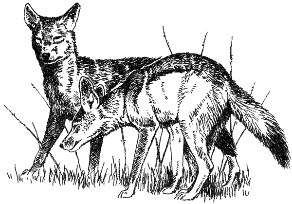 Там, где бродили львы. Последние из свободных - i_092.png