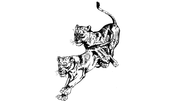 Там, где бродили львы. Последние из свободных - i_096.png