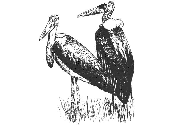 Там, где бродили львы. Последние из свободных - i_097.png