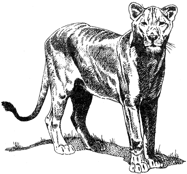 Там, где бродили львы. Последние из свободных - i_098.png