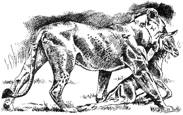 Там, где бродили львы. Последние из свободных - i_099.png