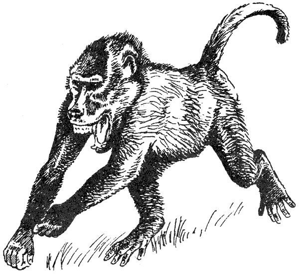 Там, где бродили львы. Последние из свободных - i_100.png