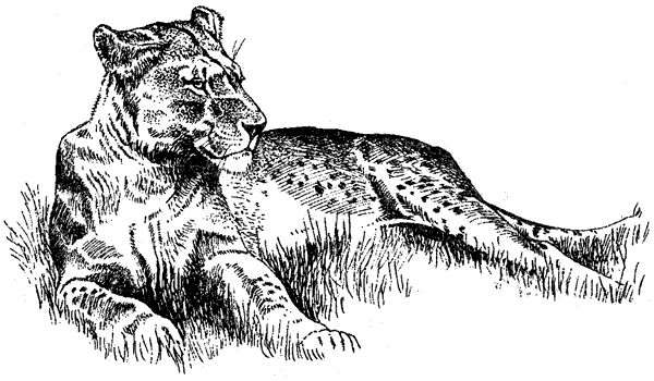 Там, где бродили львы. Последние из свободных - i_103.png