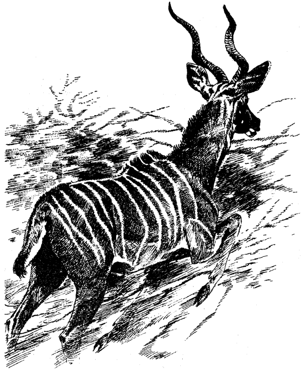 Там, где бродили львы. Последние из свободных - i_105.png