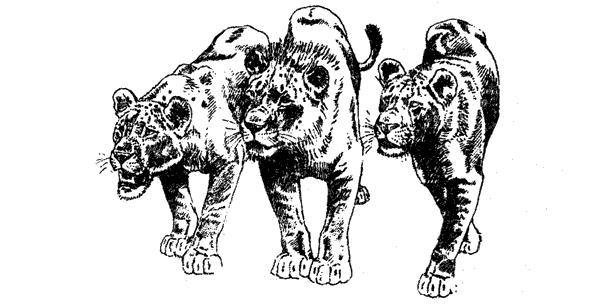 Там, где бродили львы. Последние из свободных - i_106.png