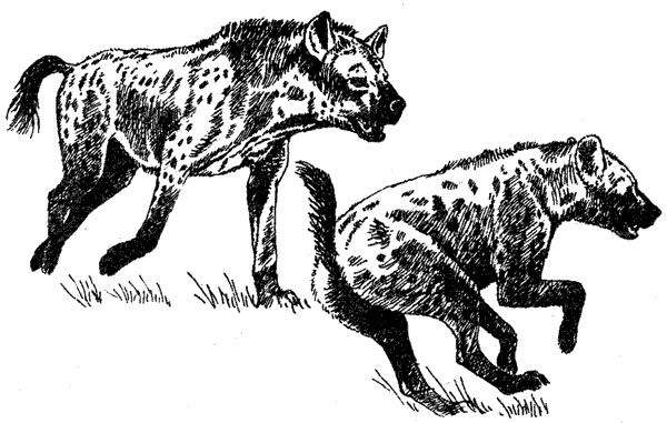 Там, где бродили львы. Последние из свободных - i_107.png