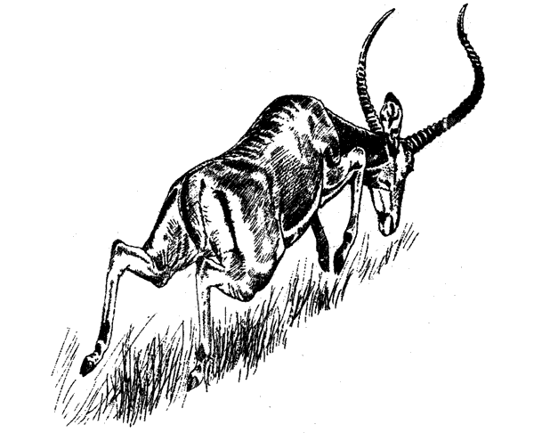 Там, где бродили львы. Последние из свободных - i_108.png