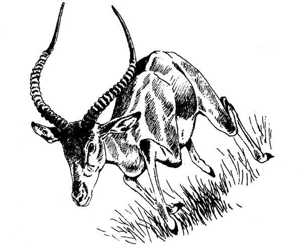 Там, где бродили львы. Последние из свободных - i_109.png