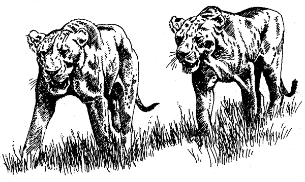 Там, где бродили львы. Последние из свободных - i_110.png