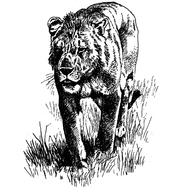 Там, где бродили львы. Последние из свободных - i_111.png