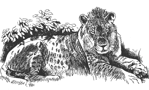 Там, где бродили львы. Последние из свободных - i_114.png