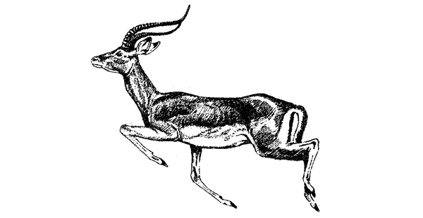 Там, где бродили львы. Последние из свободных - i_118.png