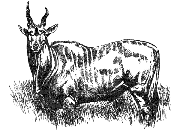 Там, где бродили львы. Последние из свободных - i_119.png