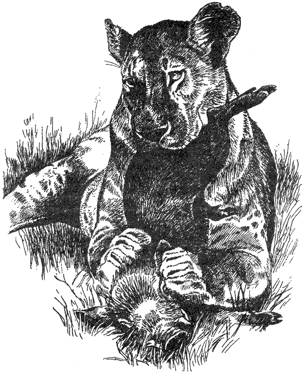 Там, где бродили львы. Последние из свободных - i_120.png