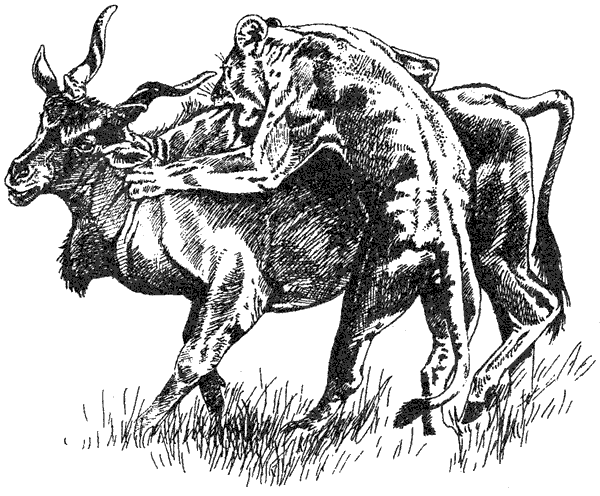 Там, где бродили львы. Последние из свободных - i_121.png