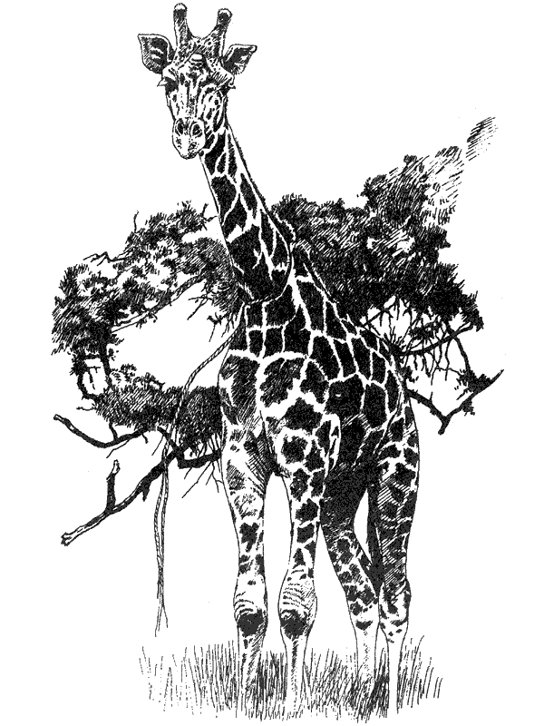 Там, где бродили львы. Последние из свободных - i_122.png