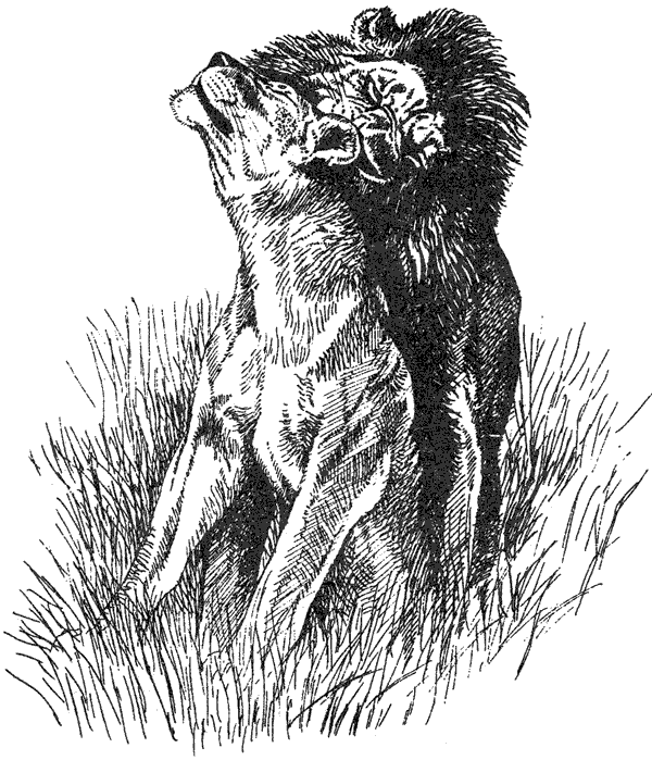 Там, где бродили львы. Последние из свободных - i_123.png