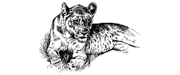 Там, где бродили львы. Последние из свободных - i_124.png