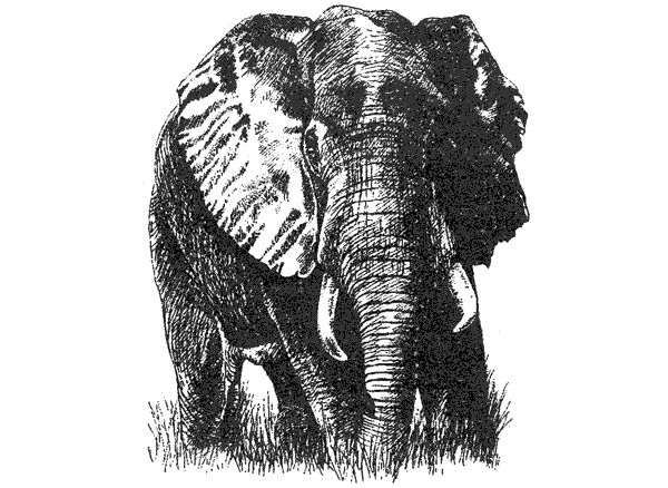 Там, где бродили львы. Последние из свободных - i_125.png