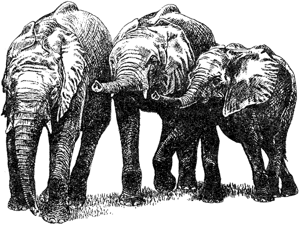 Там, где бродили львы. Последние из свободных - i_126.png