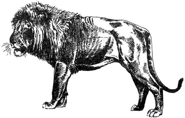 Там, где бродили львы. Последние из свободных - i_128.png