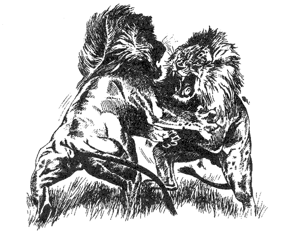 Там, где бродили львы. Последние из свободных - i_129.png