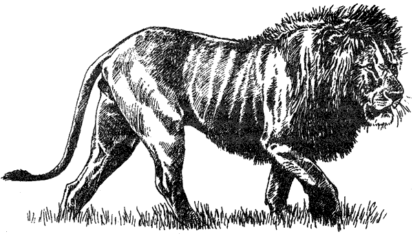 Там, где бродили львы. Последние из свободных - i_132.png