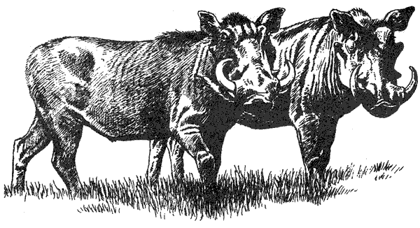 Там, где бродили львы. Последние из свободных - i_134.png