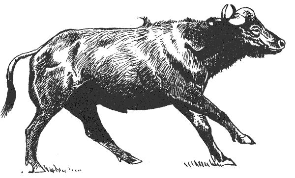 Там, где бродили львы. Последние из свободных - i_135.png