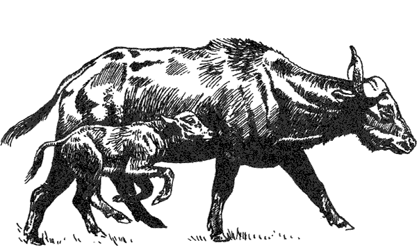 Там, где бродили львы. Последние из свободных - i_136.png