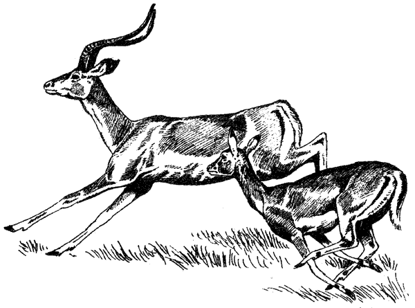 Там, где бродили львы. Последние из свободных - i_137.png