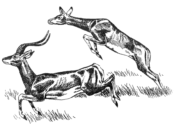 Там, где бродили львы. Последние из свободных - i_138.png