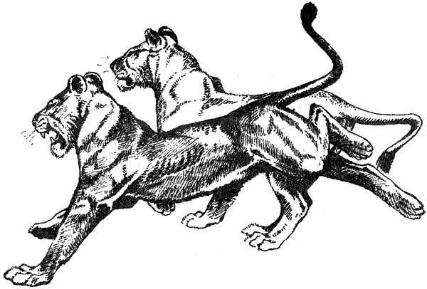 Там, где бродили львы. Последние из свободных - i_139.png