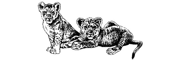 Там, где бродили львы. Последние из свободных - i_140.png