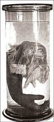 X-files. Секретные материалы 20 века. Досье. 2012 №3 - i_039.jpg