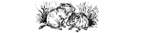 За ядовитыми змеями. Дьявольское отродье - i_006.png