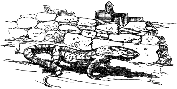 За ядовитыми змеями. Дьявольское отродье - i_007.png