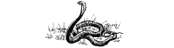 За ядовитыми змеями. Дьявольское отродье - i_009.png