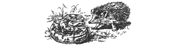 За ядовитыми змеями. Дьявольское отродье - i_018.png