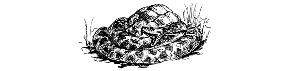 За ядовитыми змеями. Дьявольское отродье - i_020.png