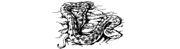 За ядовитыми змеями. Дьявольское отродье - i_022.png