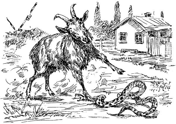 За ядовитыми змеями. Дьявольское отродье - i_028.png