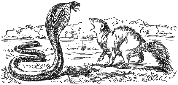 За ядовитыми змеями. Дьявольское отродье - i_036.png